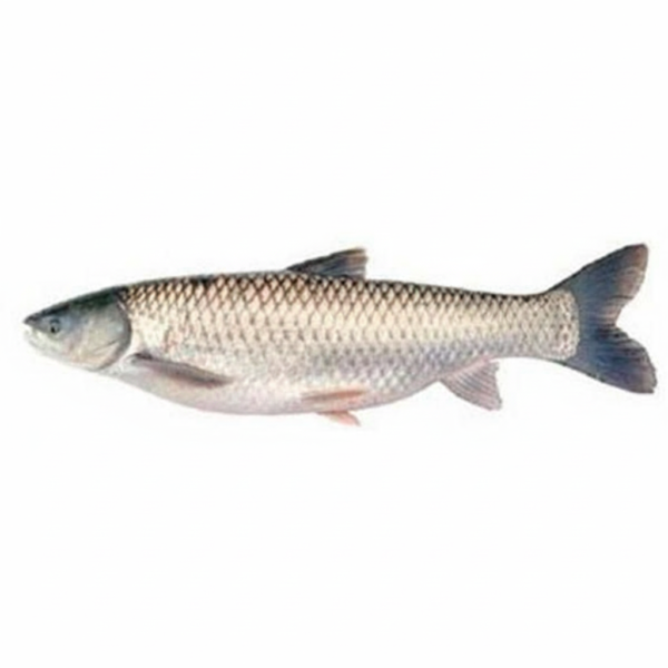 বাঙালির ভোজনতালিকায় বেশ জনপ্রিয় মৃগেল মাছ