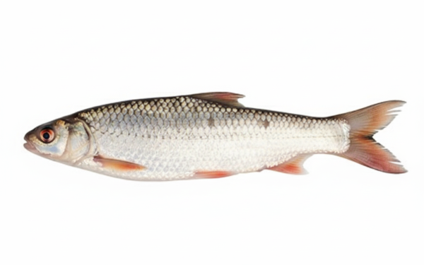 বাঙালির ভোজনতালিকায় বেশ জনপ্রিয় মৃগেল মাছ