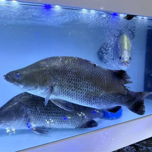 2 ভেটকি/ কোরাল (পুষ্টিগুণ ও স্বাস্থ্য উপকারিতা)