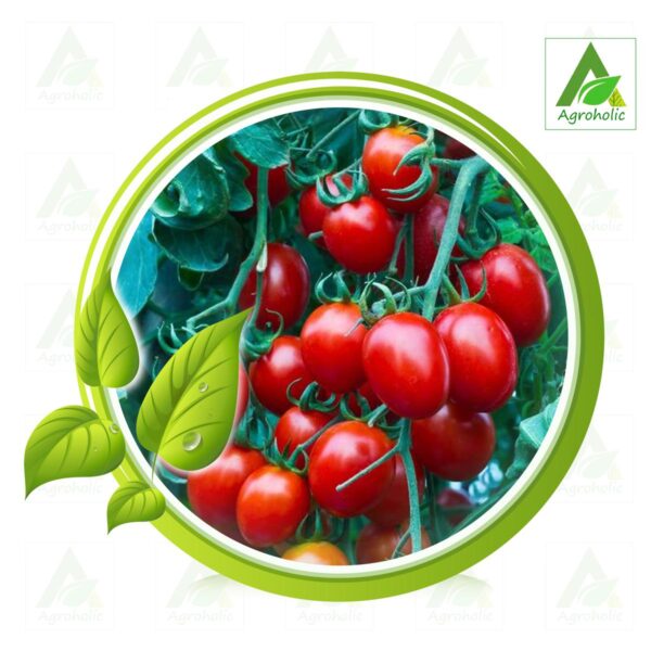 পুষ্টির সবজি 1217 টমেটো