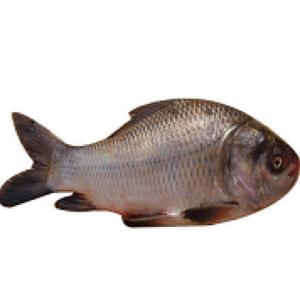 চিরায়ত বাংলার দৈনন্দিনের প্রিয় সুস্বাদু কাতল মাছ