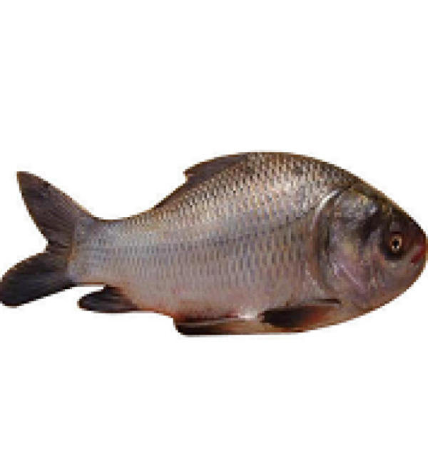 চিরায়ত বাংলার দৈনন্দিনের প্রিয় সুস্বাদু কাতল মাছ