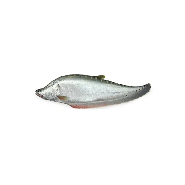 ঐতাহিক সুস্বাদু ভেষজ গুণ সম্পূর্ণ চিতল মাছ